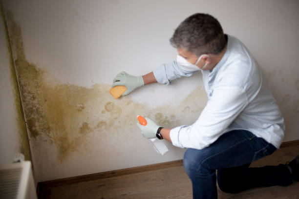 Best Mold Remediation for Healthcare Facilities  in Yamhill, OR