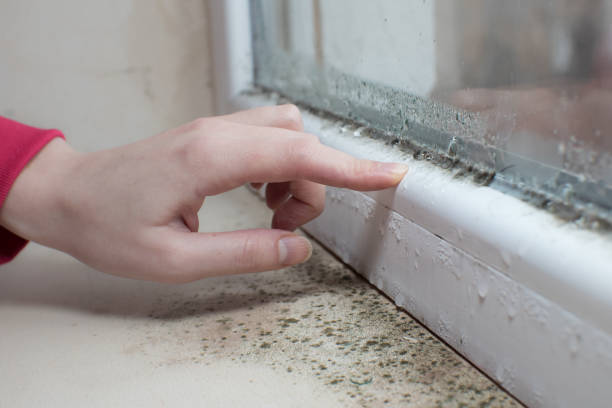 Best Black Mold Removal  in Yamhill, OR